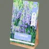 Semis Et Plantes*Action Bulbes de Camassia
