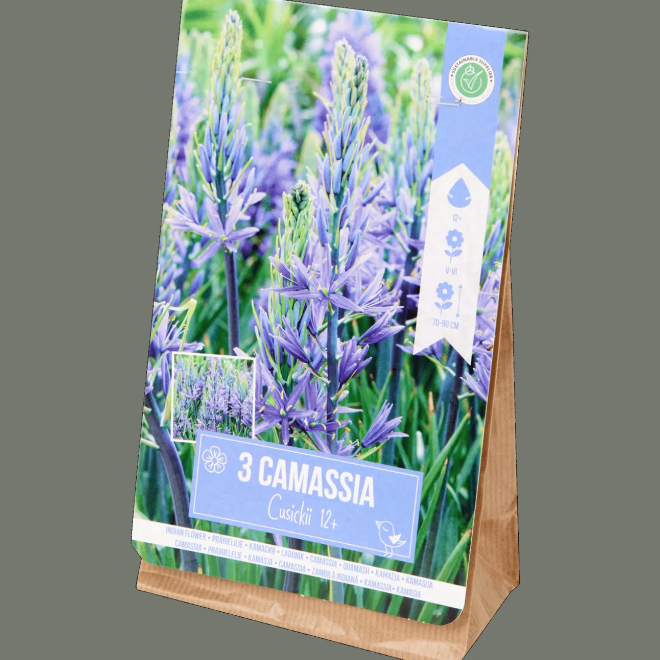 Semis Et Plantes*Action Bulbes de Camassia