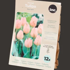 Semis Et Plantes*Action Bulbes de tulipe